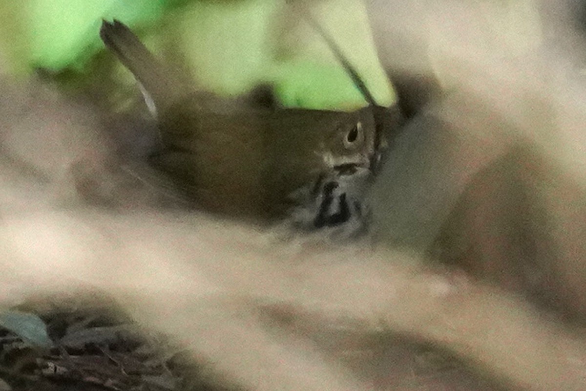 Paruline couronnée - ML614090715