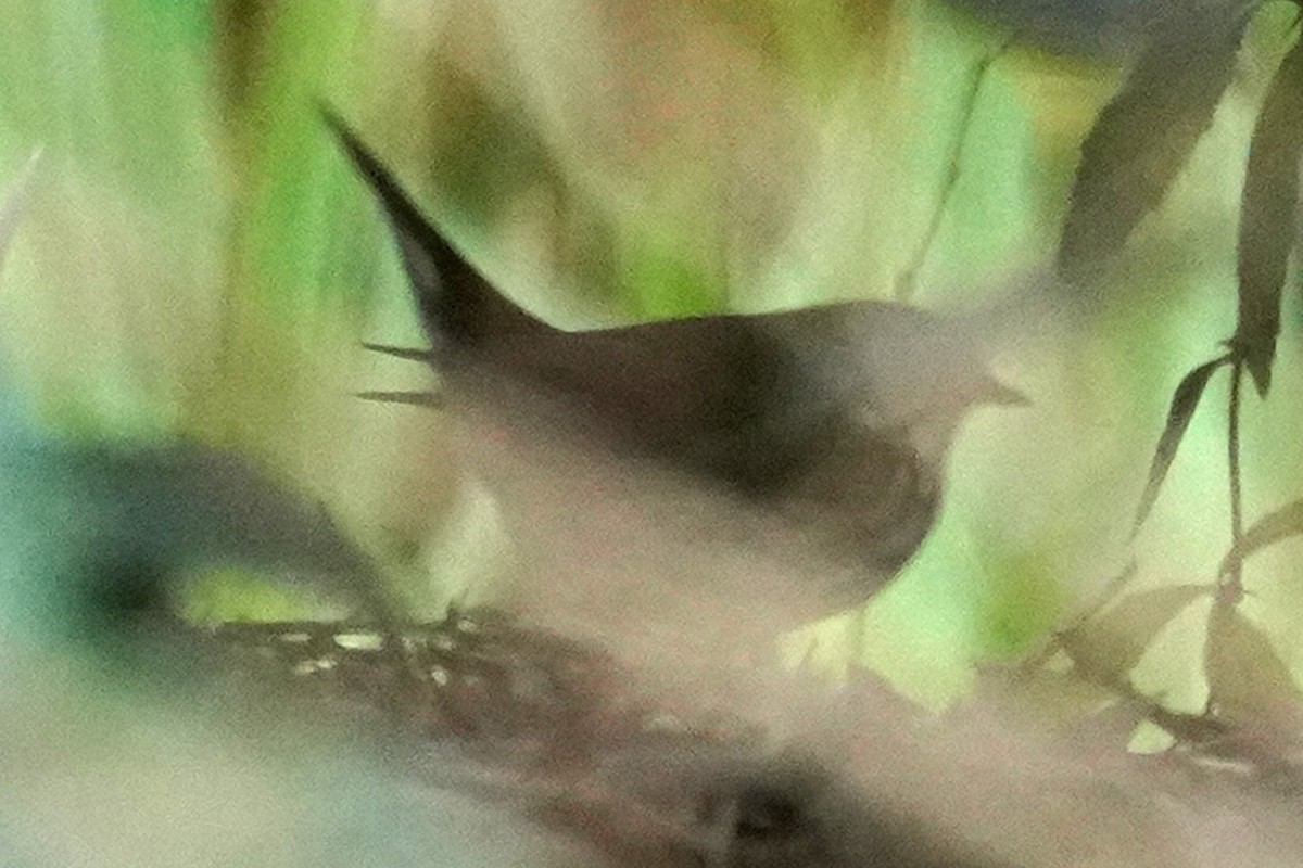 Paruline couronnée - ML614090716