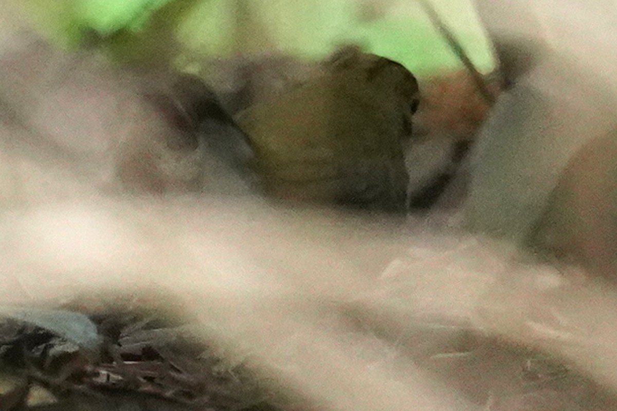 Paruline couronnée - ML614090717