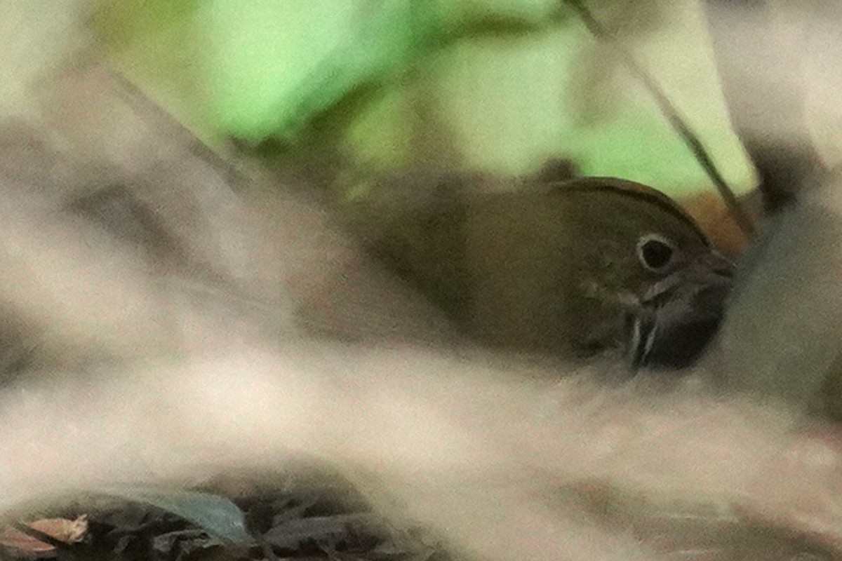 Paruline couronnée - ML614090718