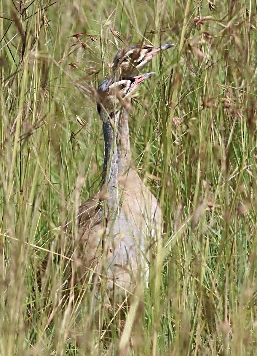 White-bellied Bustard - ML614090738