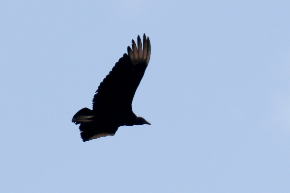 Black Vulture - ML614090746