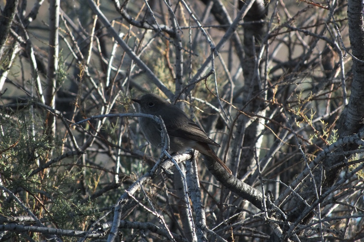 Black Redstart - Sifis Kounenakis