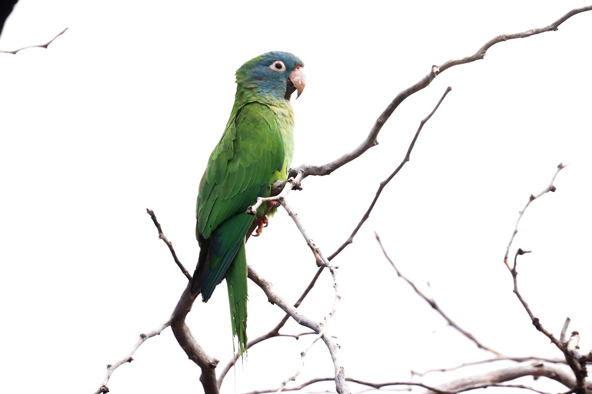 Blue-crowned Parakeet - ML614090770