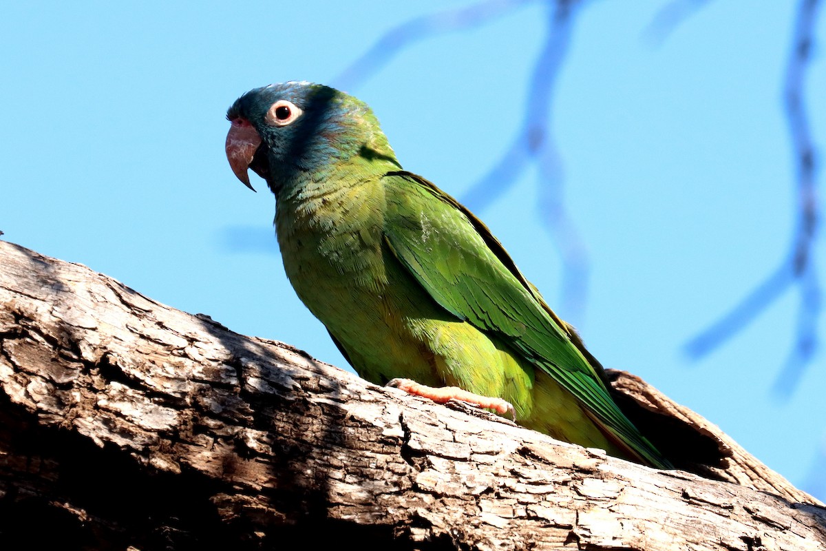 Blue-crowned Parakeet - ML614090771