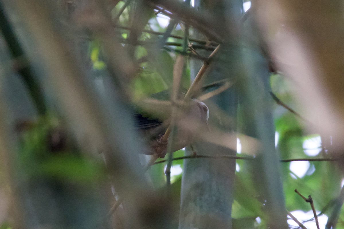 Asian Emerald Dove - ML614090783