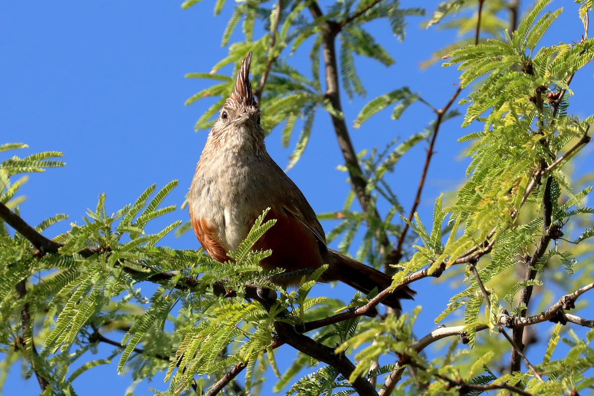 Crested Gallito - ML614090786