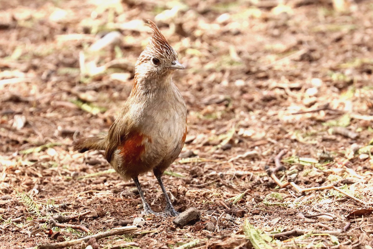 Crested Gallito - ML614090787