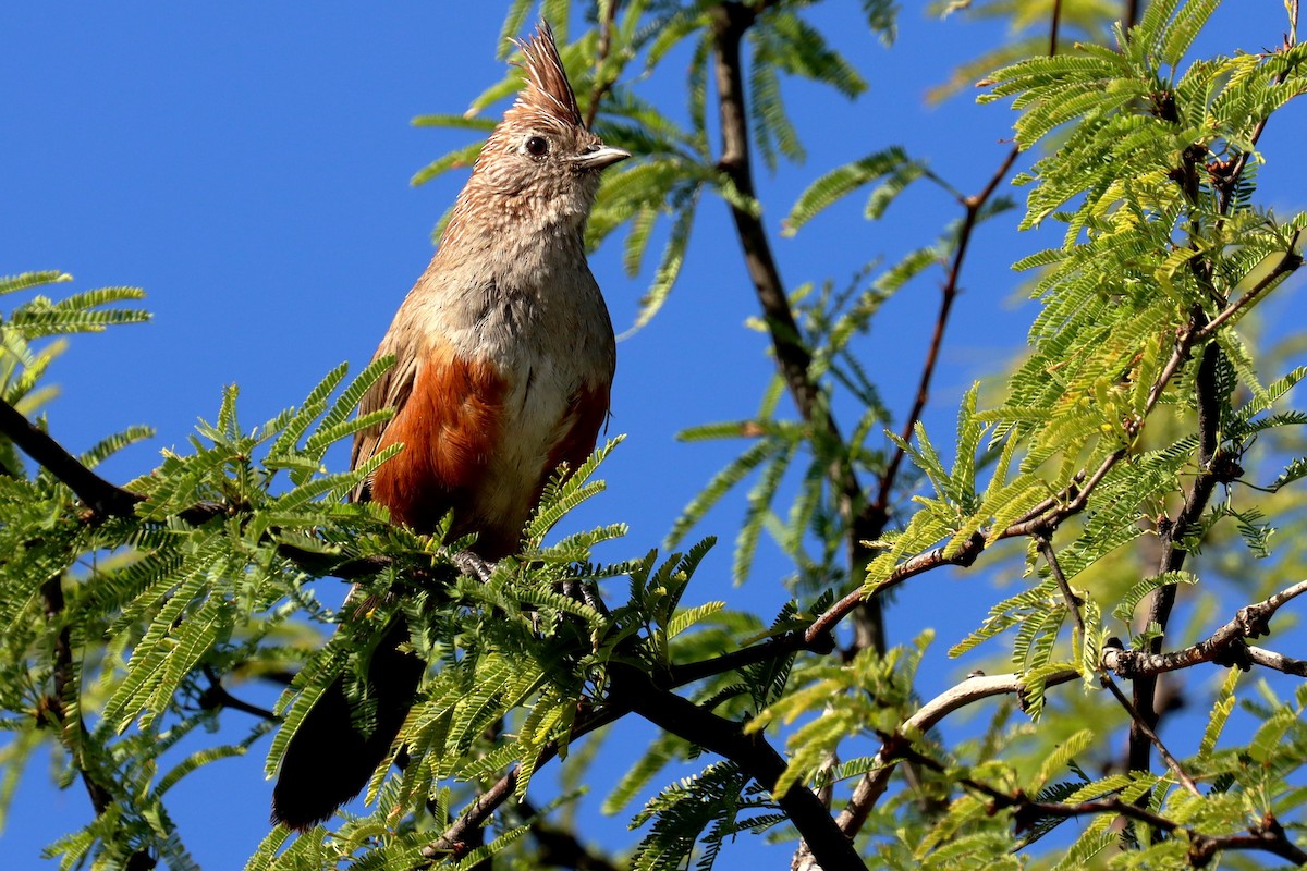 Crested Gallito - ML614090788