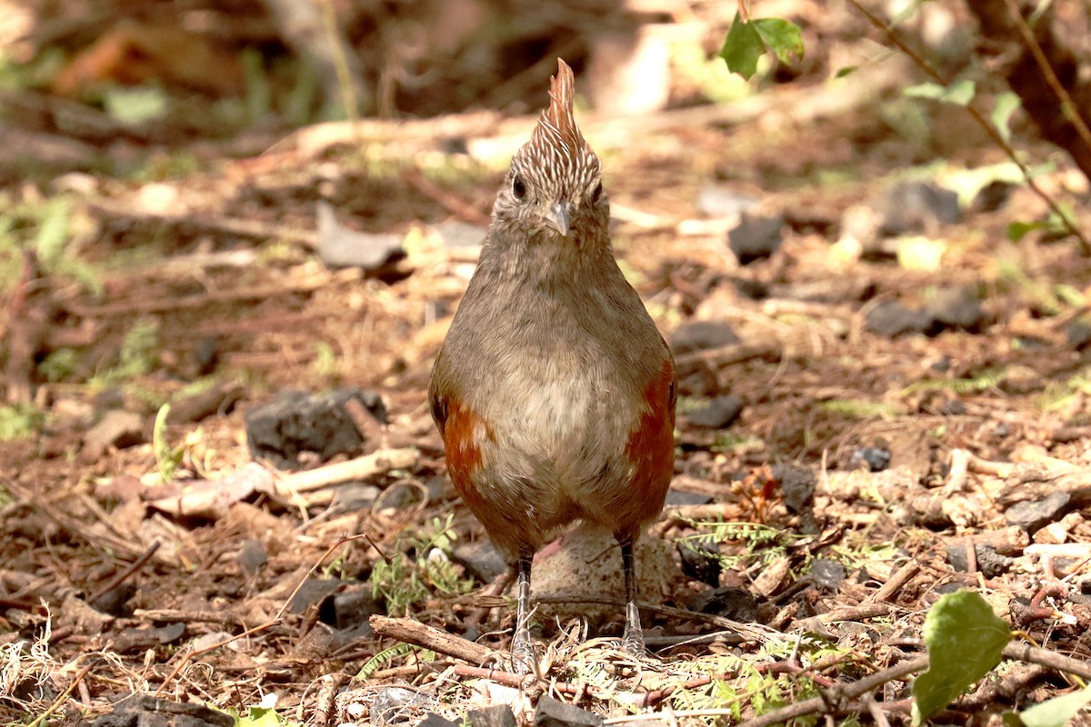 Crested Gallito - ML614090789