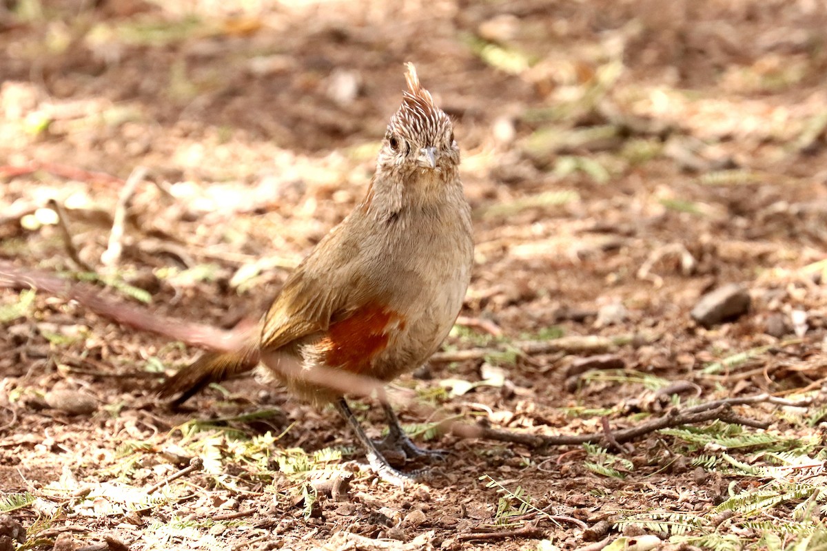 Crested Gallito - ML614090790