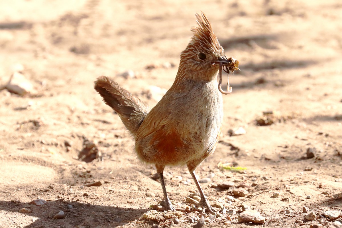 Crested Gallito - ML614090791