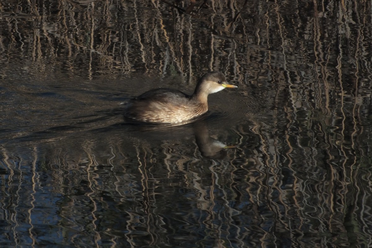 Little Grebe - ML614090805