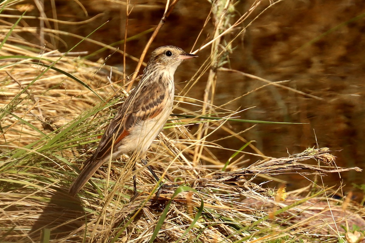 Spectacled Tyrant - ML614090880