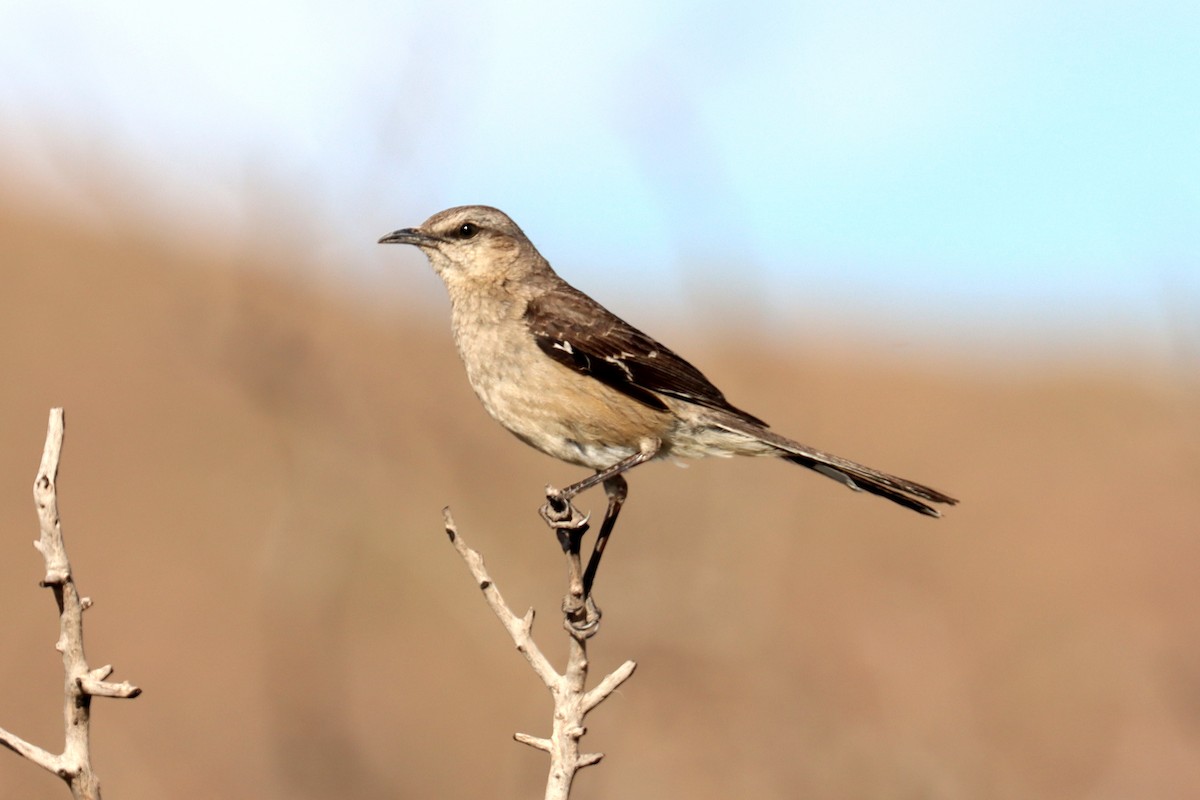 Patagonian Mockingbird - Miguel Angel Bean