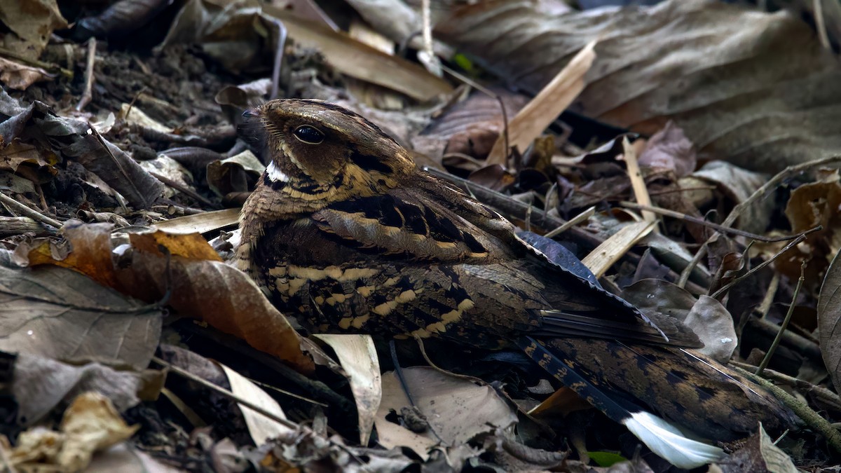 Large-tailed Nightjar - ML614090896