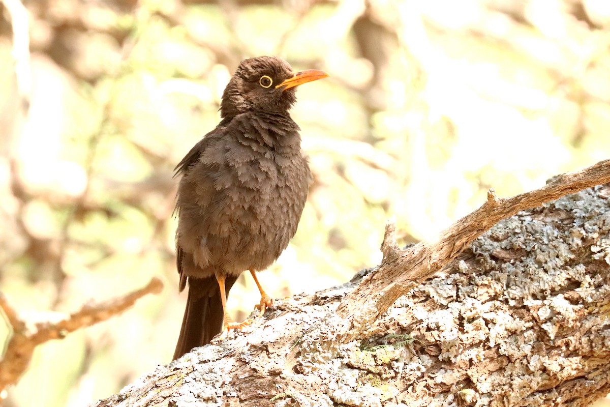 Chiguanco Thrush - ML614090897