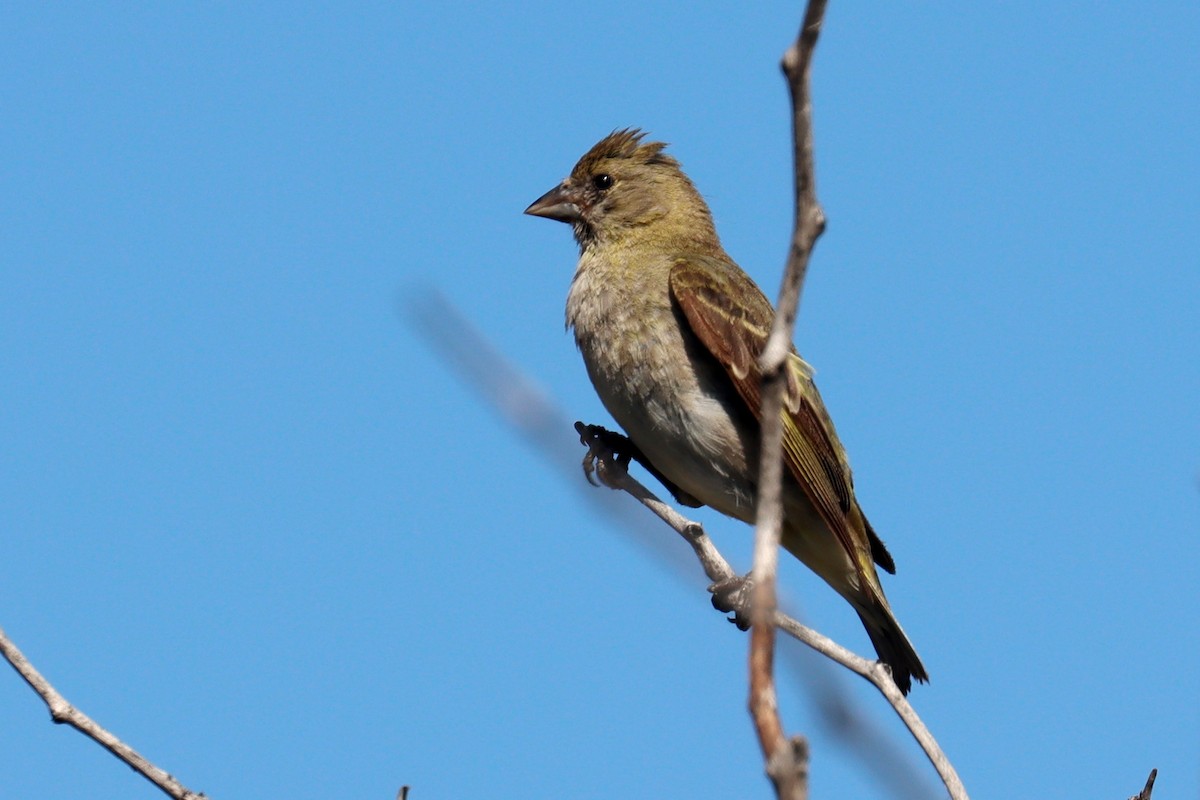 Hooded Siskin - Miguel Angel Bean