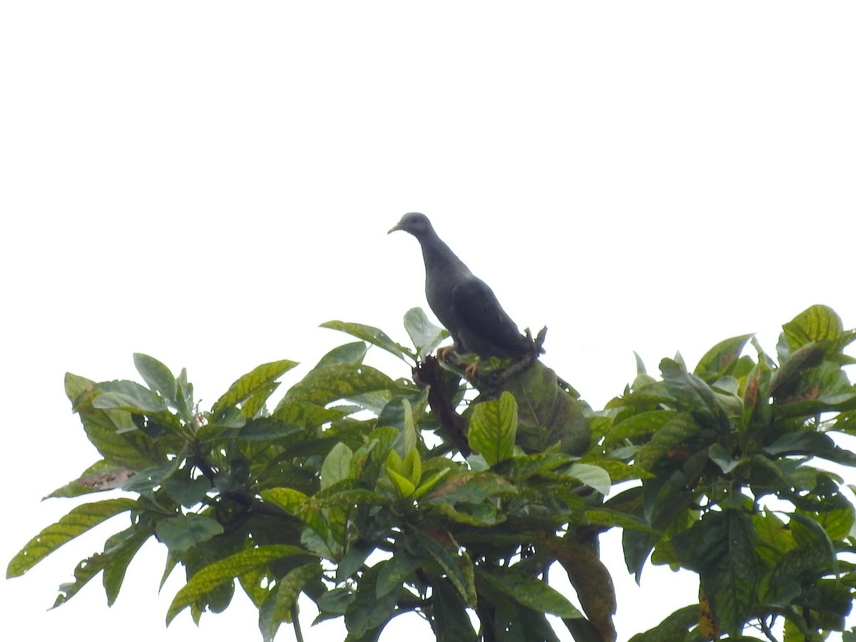 Band-tailed Pigeon - ML614090910