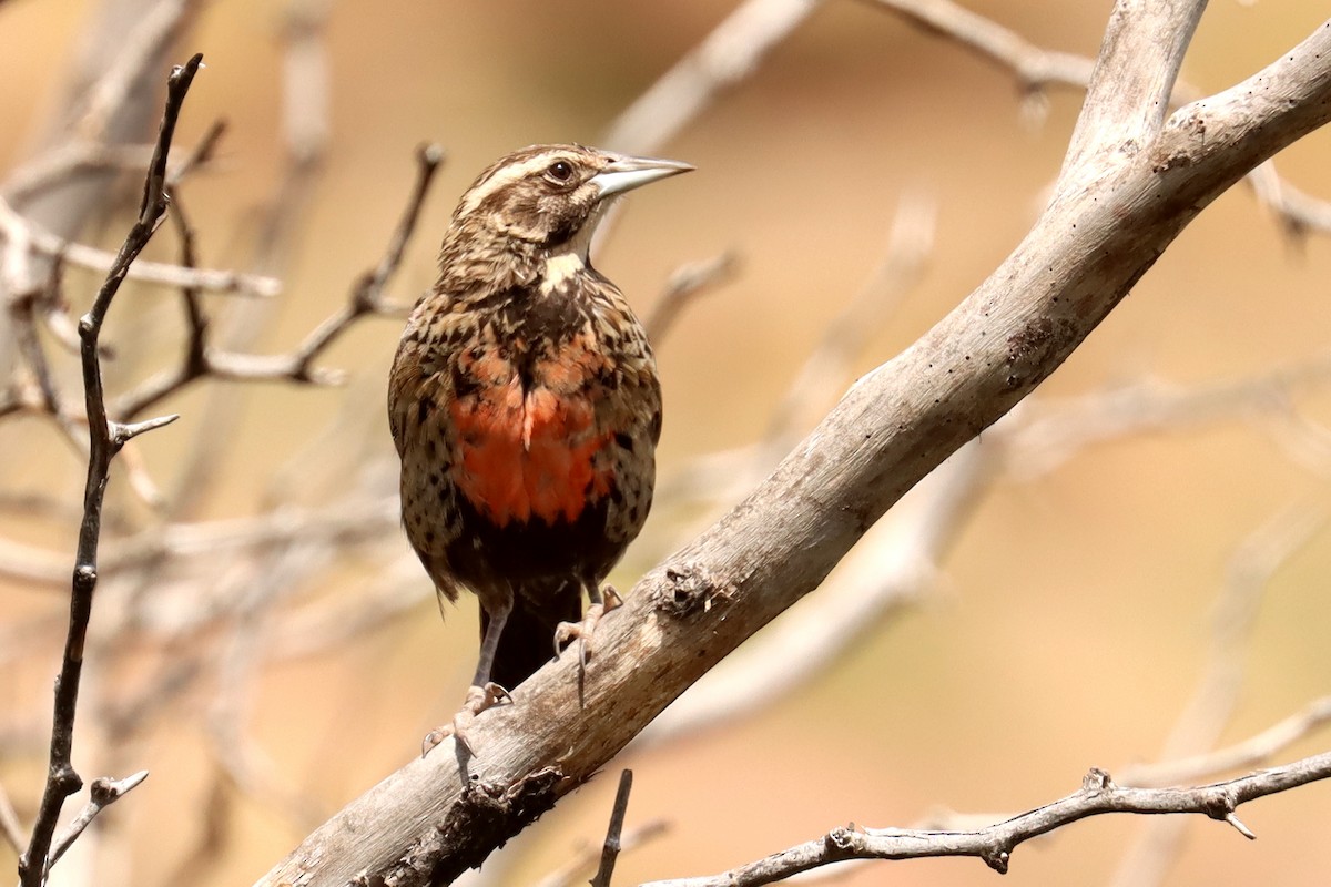 Long-tailed Meadowlark - ML614090929