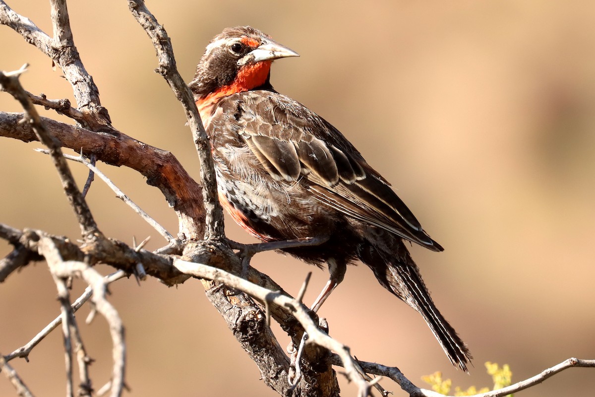 Long-tailed Meadowlark - Miguel Angel Bean