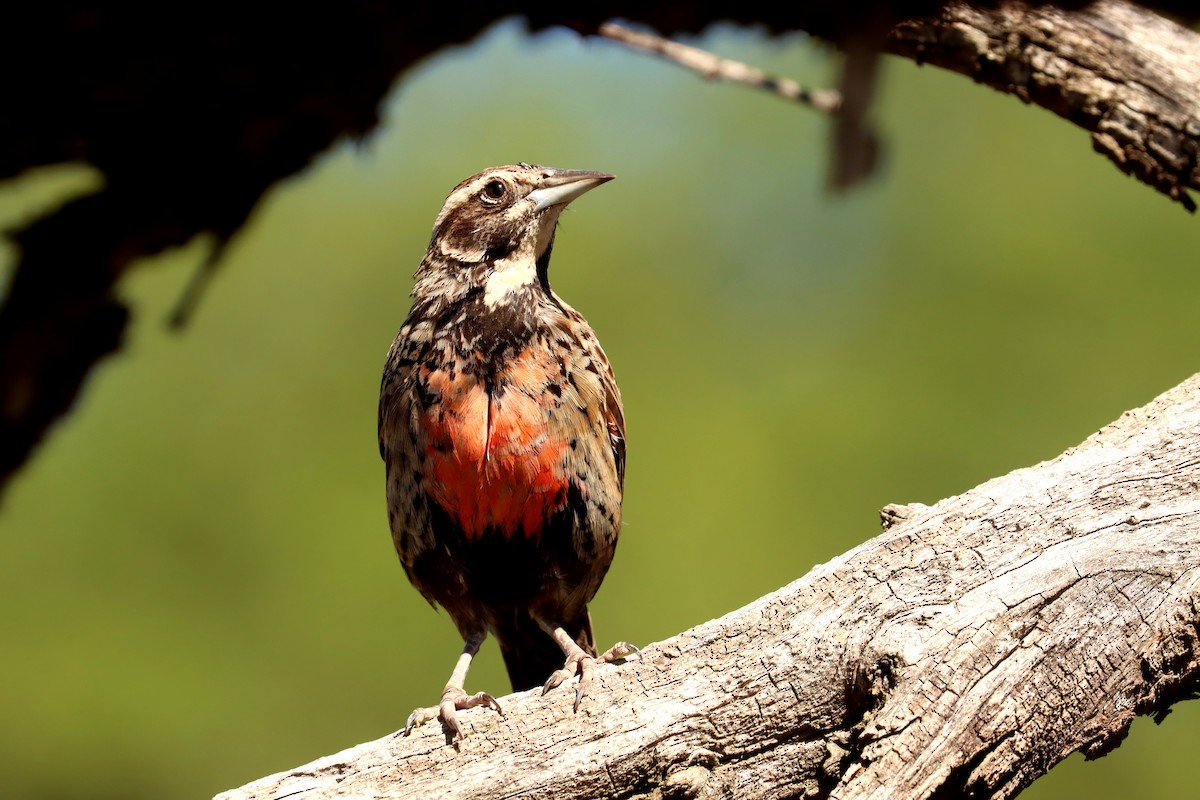 Long-tailed Meadowlark - Miguel Angel Bean