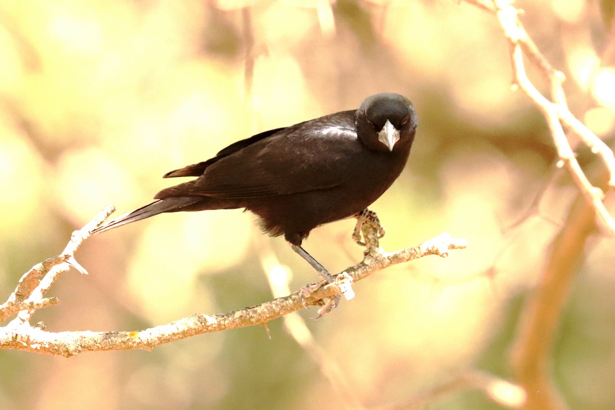 Shiny Cowbird - Miguel Angel Bean