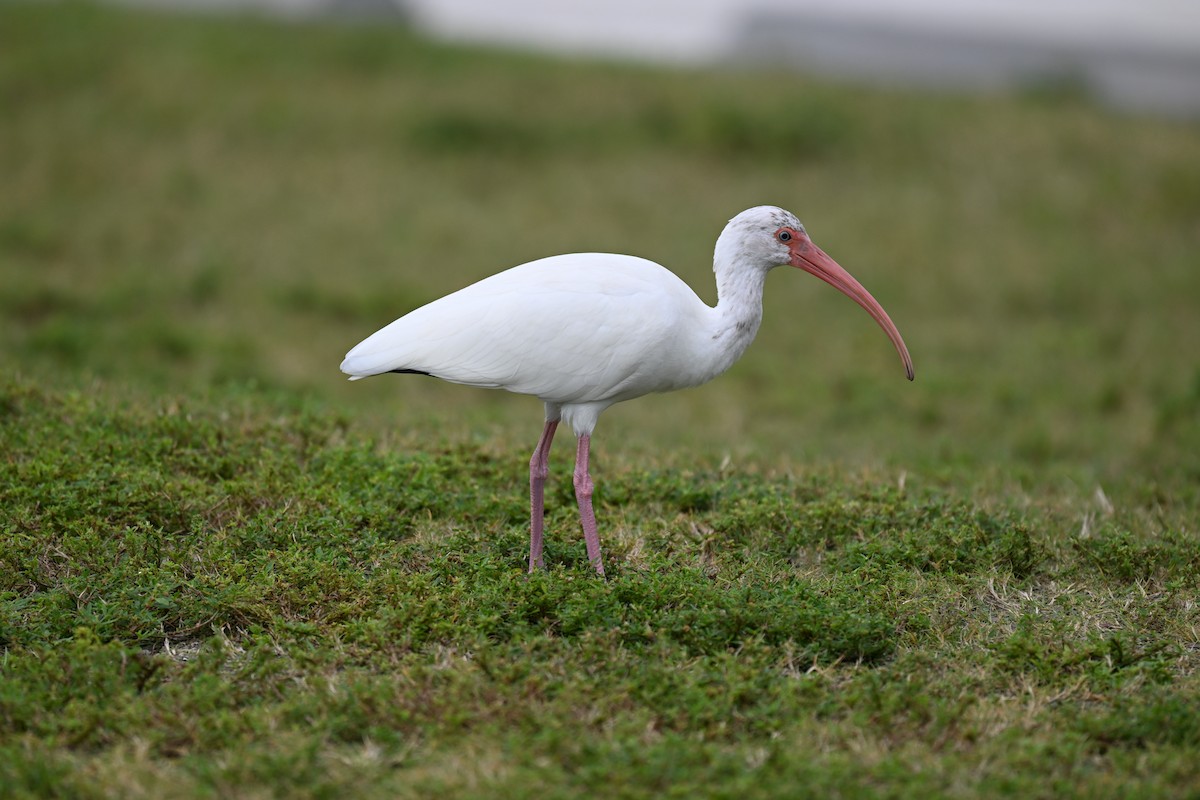 White Ibis - ML614090945