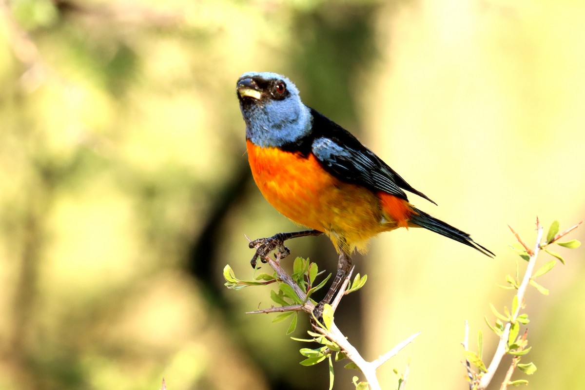 Blue-and-yellow Tanager - Miguel Angel Bean