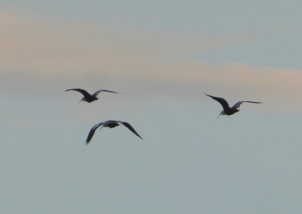 ibis bělokřídlý - ML614090959
