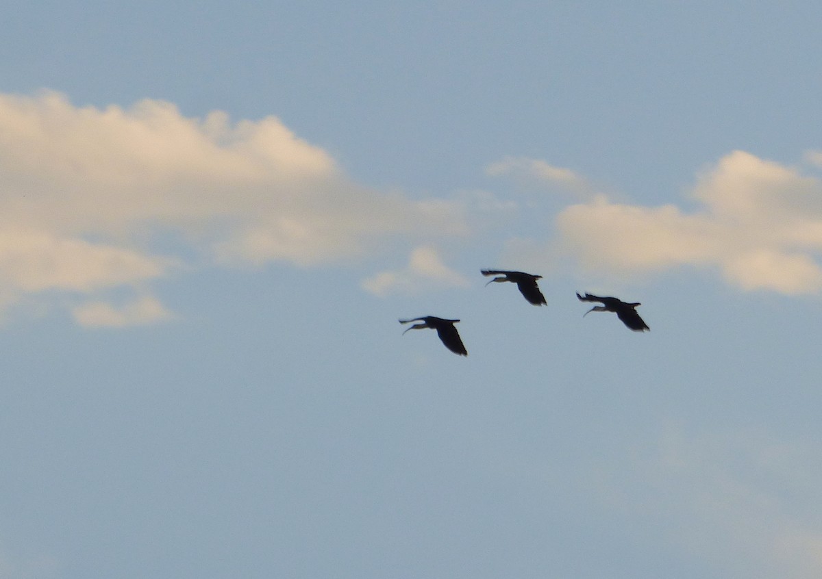 Buff-necked Ibis - Pablo Hernan Capovilla