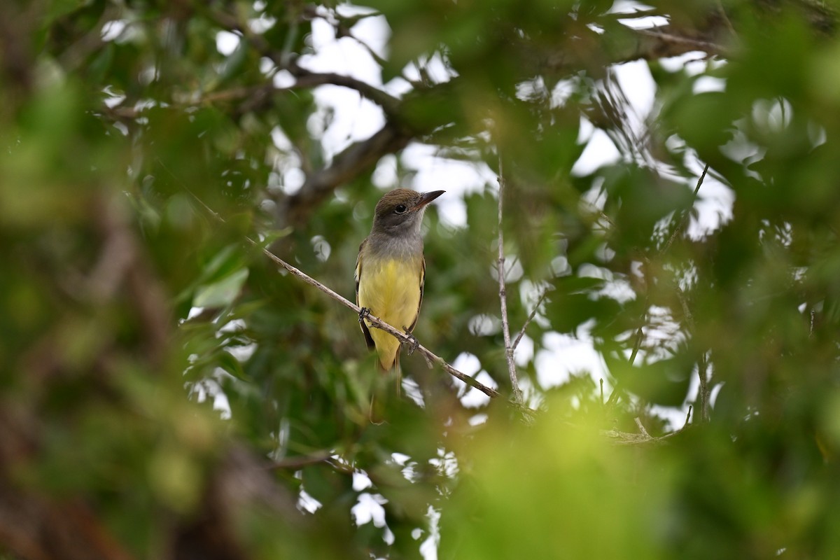 Great Crested Flycatcher - ML614090998