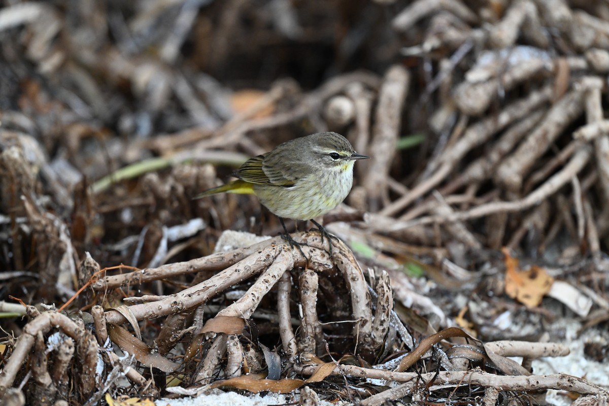 Palm Warbler - ML614091004