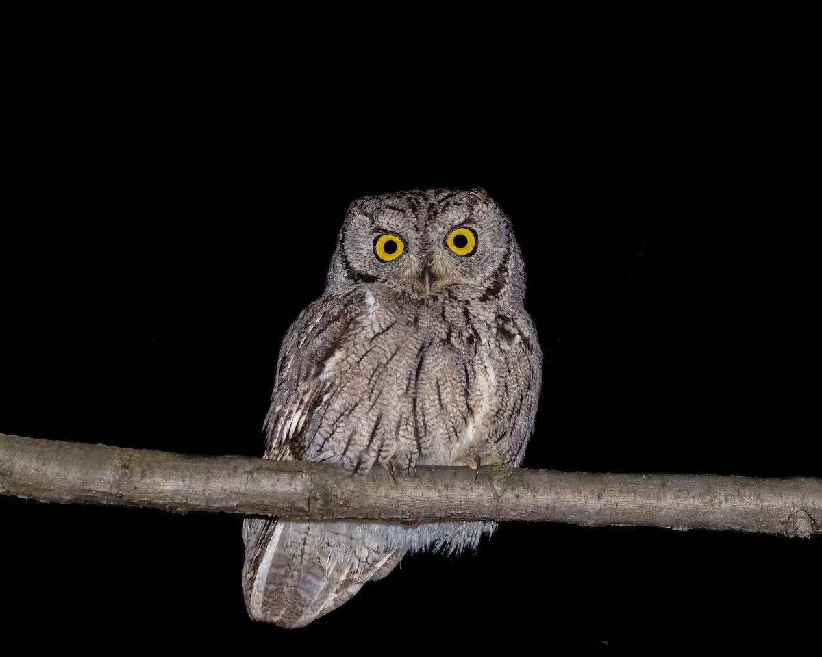 Western Screech-Owl - Quinn Diaz