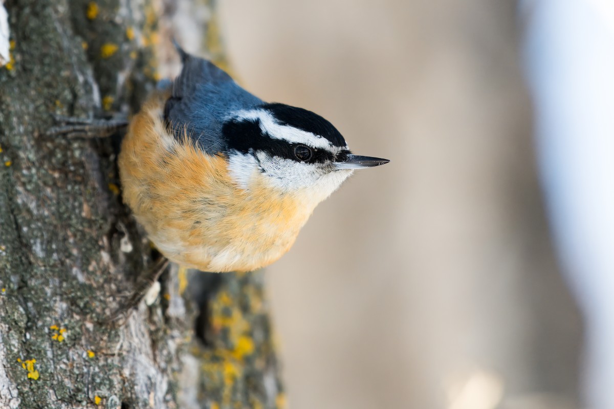 Red-breasted Nuthatch - Calvin S