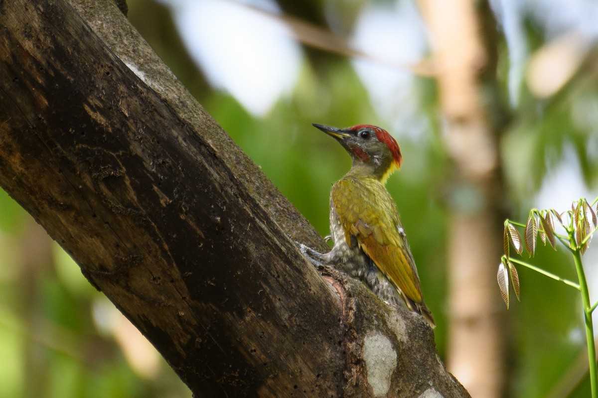 Lesser Yellownape - H Nambiar