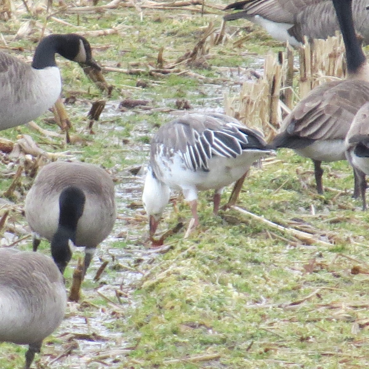 Snow Goose - ML614091167