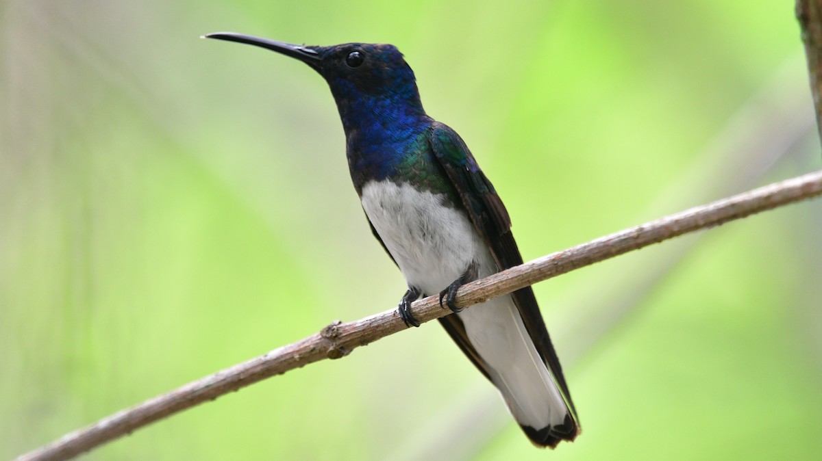 White-necked Jacobin - ML614091173