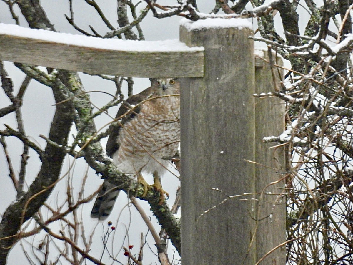 Cooper's Hawk - ML614091202