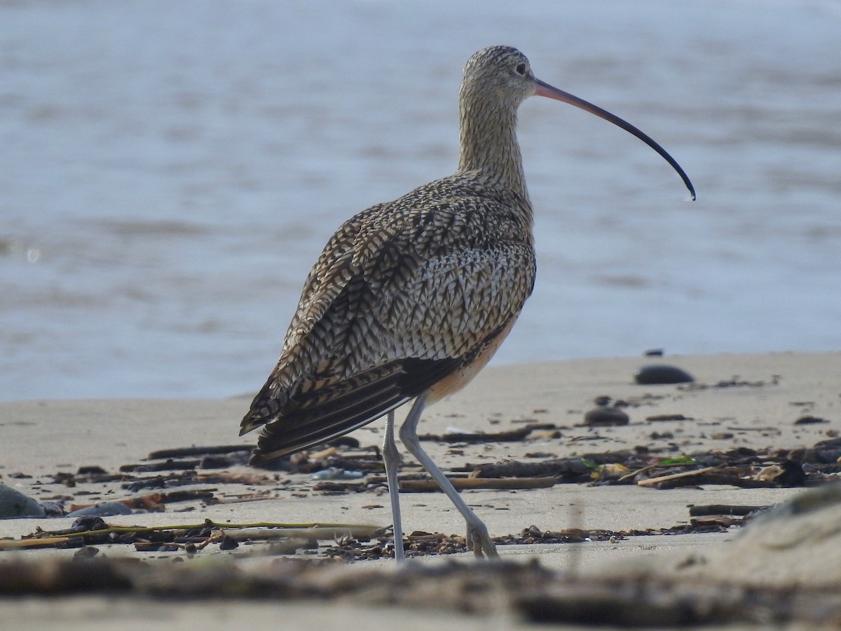 Long-billed Curlew - E C Winstead