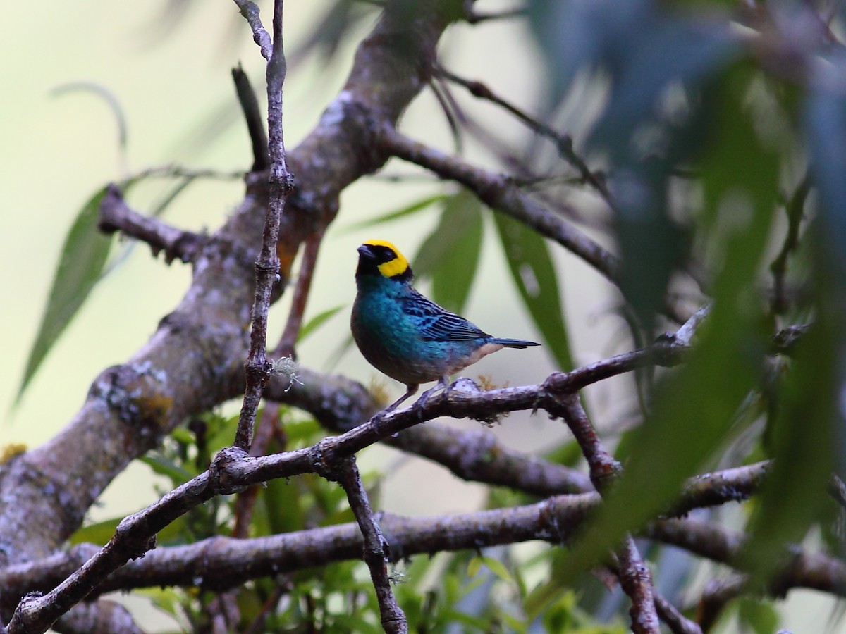 Saffron-crowned Tanager - Tim Boucher