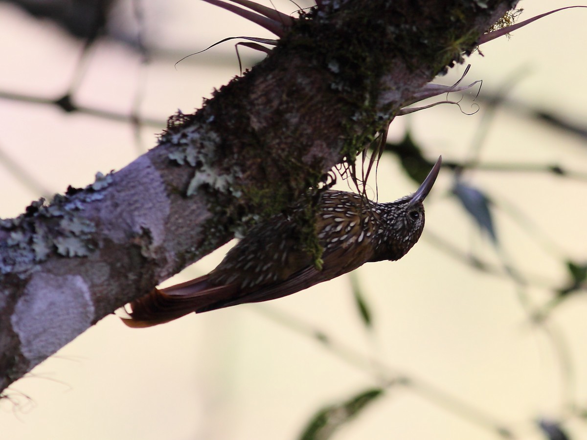 Montane Woodcreeper - ML614091334