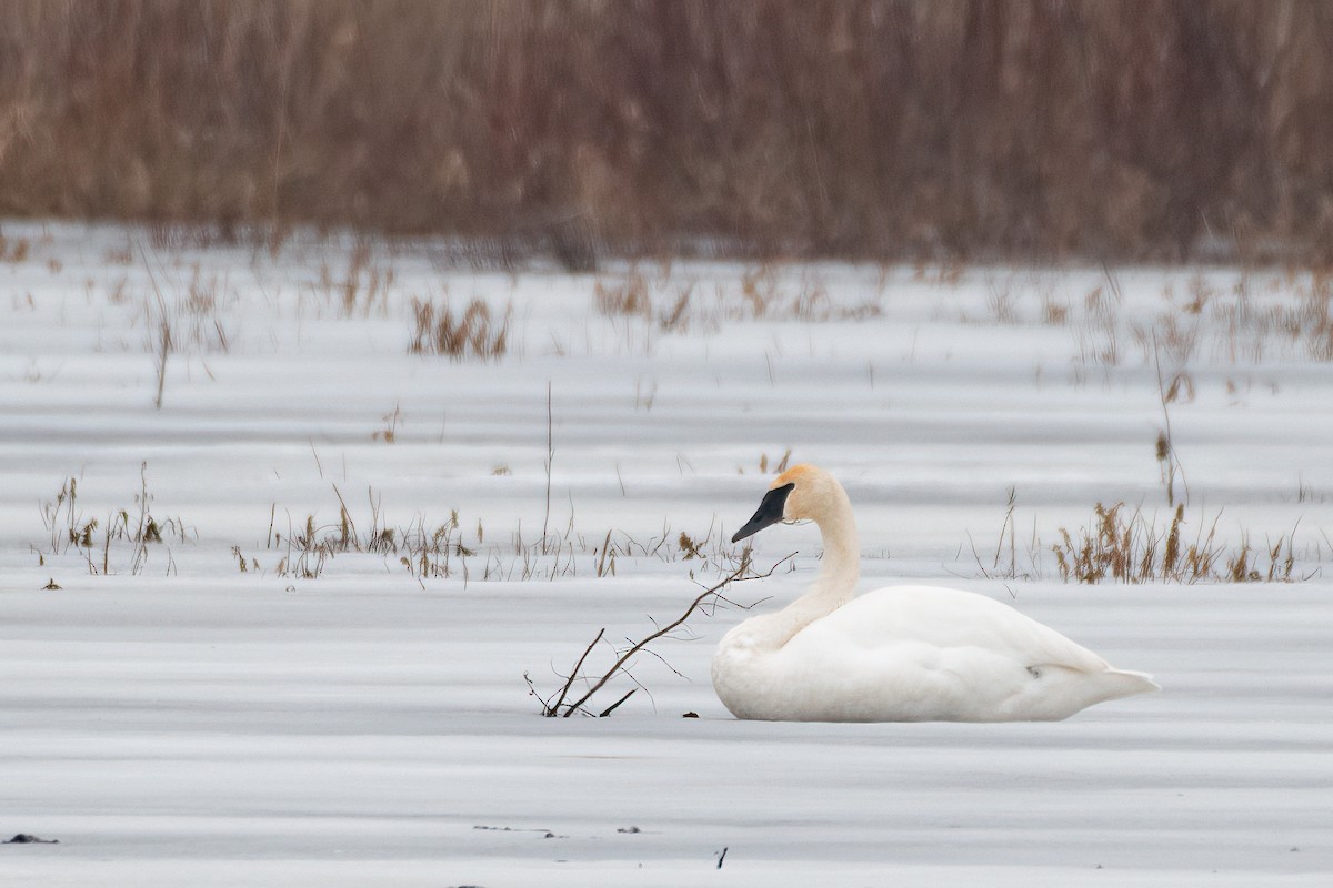 Trumpeter Swan - Christy Hibsch