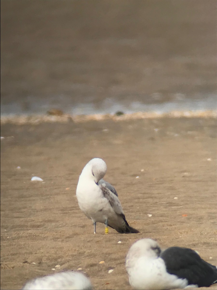 Common Gull - ML614091360