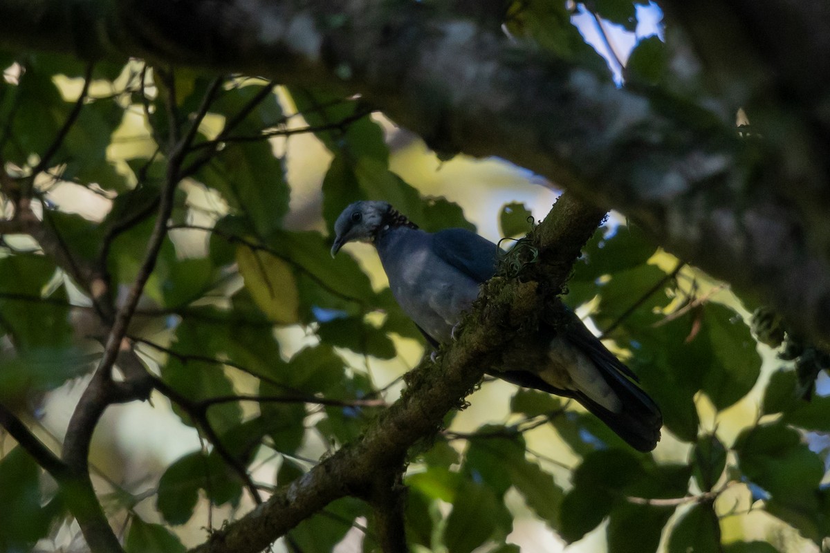 Ashy Wood-Pigeon - ML614091400