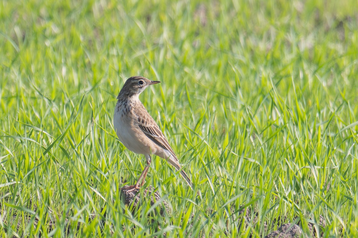 Richard's Pipit - ML614091402