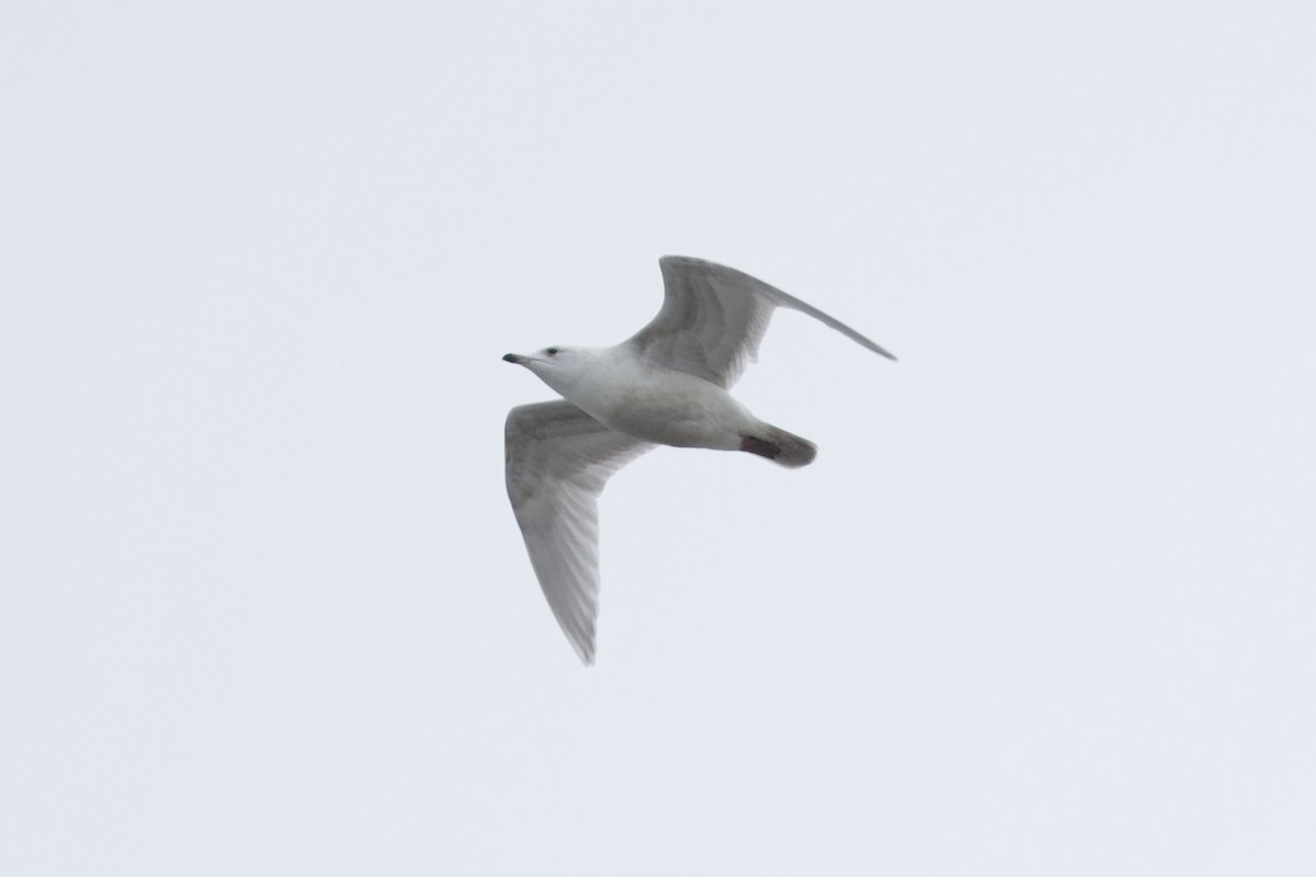 Gaviota Groenlandesa (kumlieni) - ML614091421