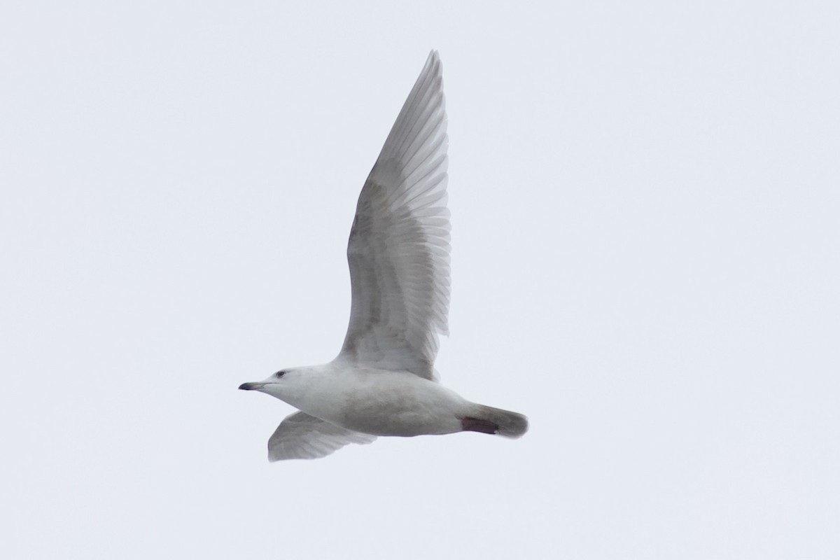 Gaviota Groenlandesa (kumlieni) - ML614091422