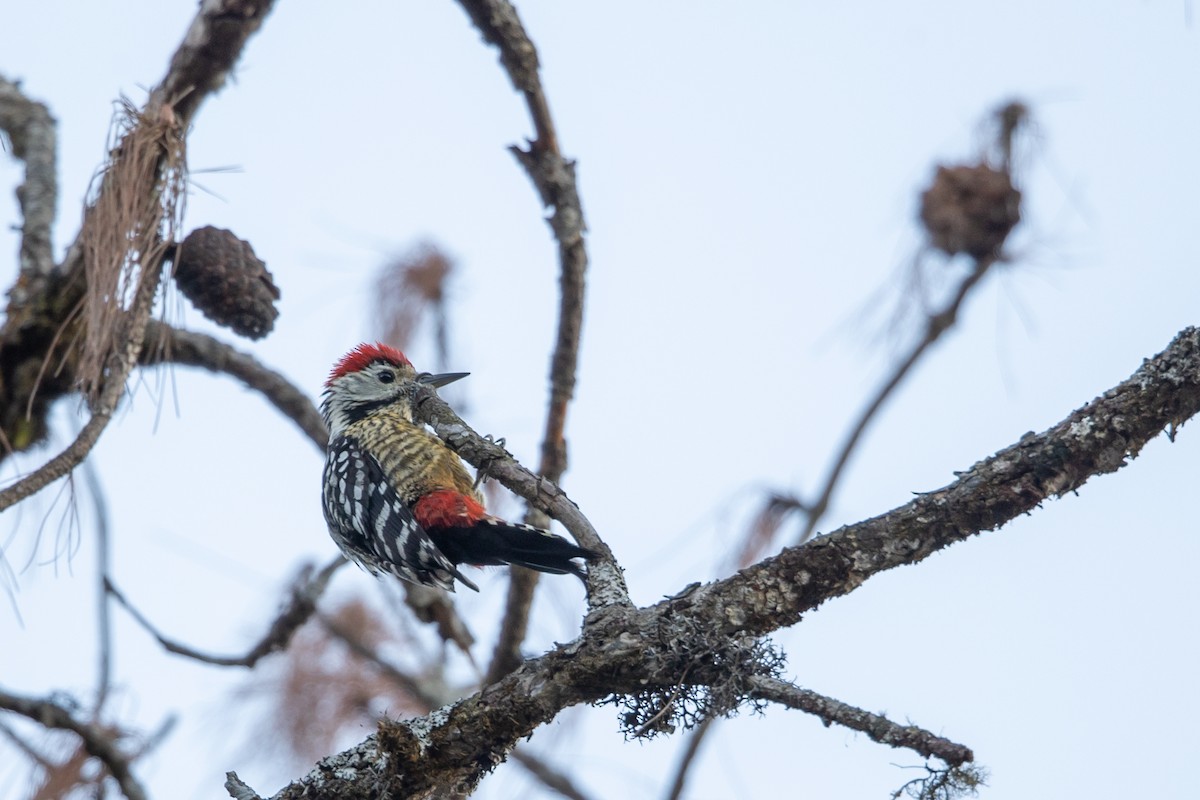 Stripe-breasted Woodpecker - Rahul  Singh