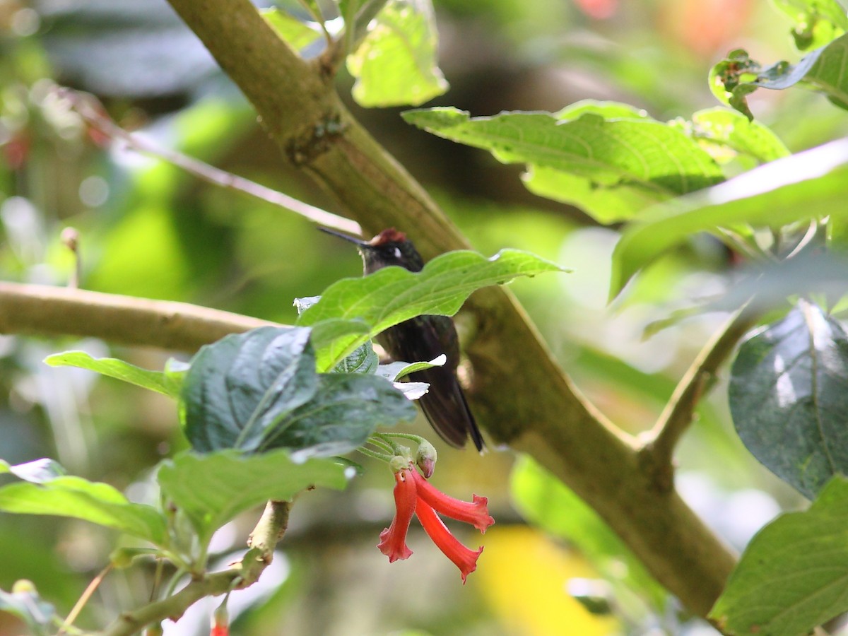 Tolima Blossomcrown - ML614091468